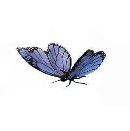 Blue Butterfly 5.5" W