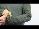 Mini Bee Finger Puppet