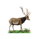 Male Deer, EXL, Hansatronics, 83"H X 79"L