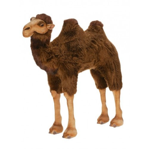 Camel, Ride On,