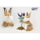 Rabbit, Caramel