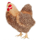 Chicken, Hen, Brown