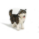 Dog, Husky, Alaskan