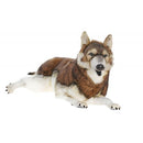Dog, Timber Wolf, Lying