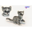 Cat, Grey and White Tiger Kitten