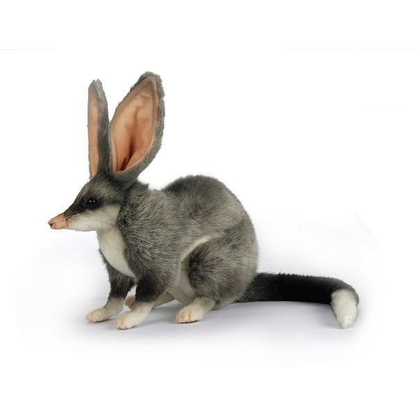 Bilby (Australian Easter Bunny) 12.8" L Endangered animal from Australia