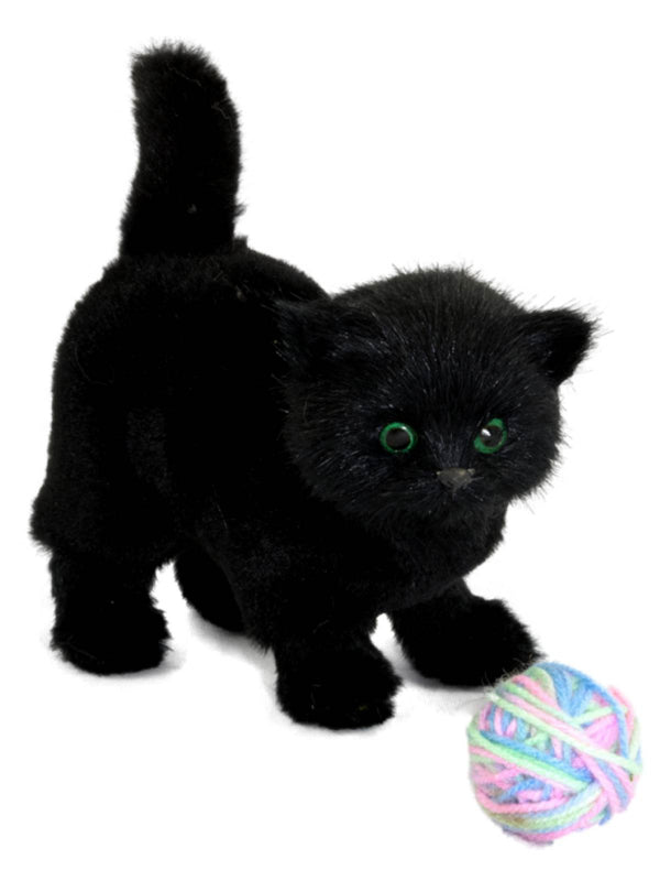 Pet, Kitten, Black
