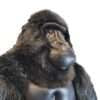 GORILLA LIFE SIZE SITTING 28'' H