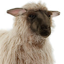 SHEEP, GENTLE EWE RIDE-ON 42''L