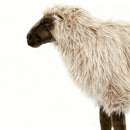 SHEEP, GENTLE EWE RIDE-ON 42''L