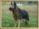 German Shepherd Standing 38.6" L, Lifesize