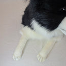 Border Collie Dog Laying 34" L Life Size