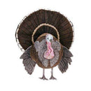 Turkey, Life Size, 39" L, 46" H