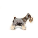 Schnauzer Miniature Gray 18" L