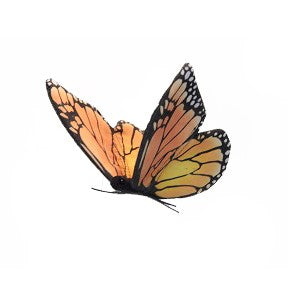 Monarch Butterfly, 5.5" W