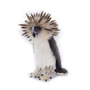 Philippine Eagle 12" H
