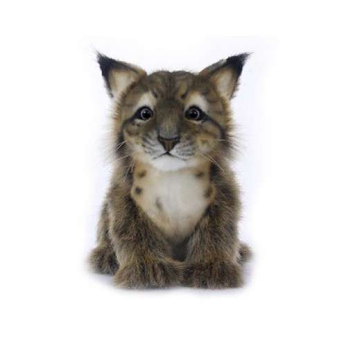 Lynx Cub , AKA Bobcat, 6.63" L