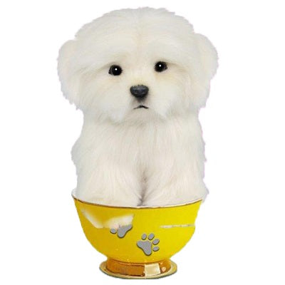 Maltese Tea Cup Pup 6