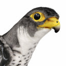 Falcon 19.7" H