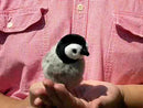 Mini  Baby Emperor Penguin Finger Puppet