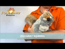 Gray Squirrel Hand Puppet