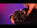 Porcupine Hand Puppet, In Stock!