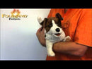 Jack Russel Terrier Puppy Hand Puppet