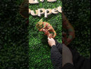 Small Chameleon Finger Puppet