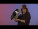 Peregrine Falcon Hand Puppet, In Stock!