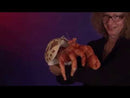 Hermit Crab Hand Puppet