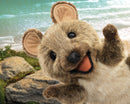 Quokka Hand Puppet