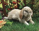 Rabbit, Bunny, Holland Lop,