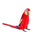 Parrot, Macaw, Scarlet, Perched