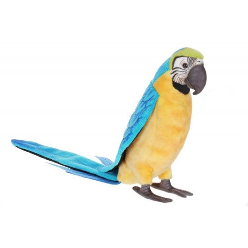 Parrot, Macaw, Blue and Gold