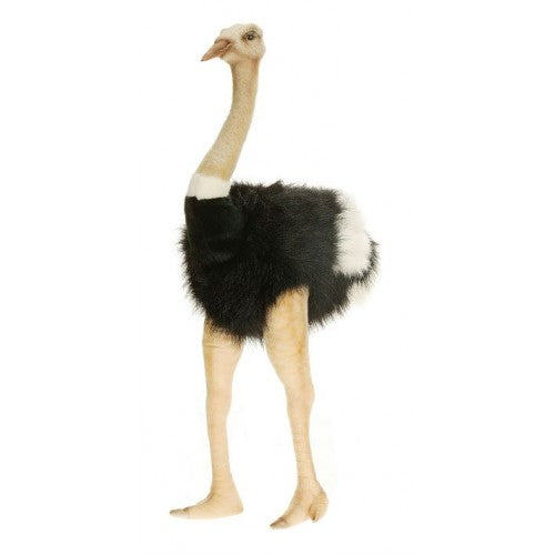 Ostrich, Male
