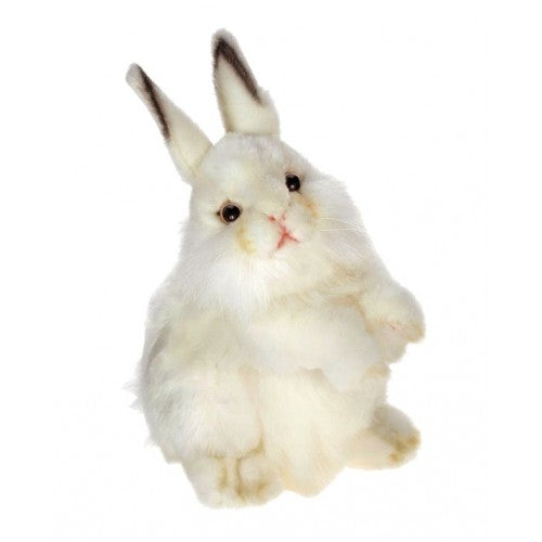 Rabbit, White