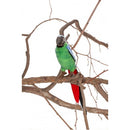 Parrot, Green and Blue