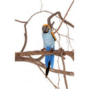 Parrot, Blue and Yellow