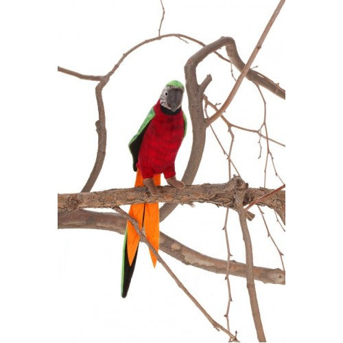 Parrot, Red and Green