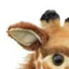 GIRAFFE, BABY 21''