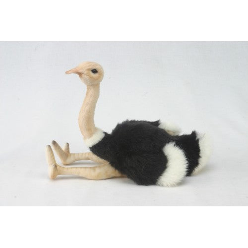 Ostrich Baby, Sitting