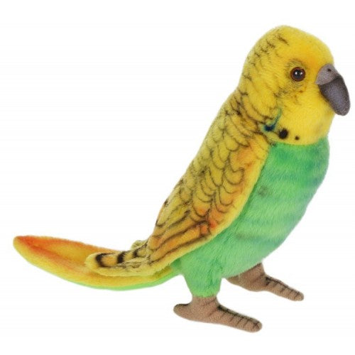 Parakeet, Budgie (Budgerigar), Yellow/Green