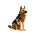 GERMAN SHEPHERD Life Size SEATED 34"H