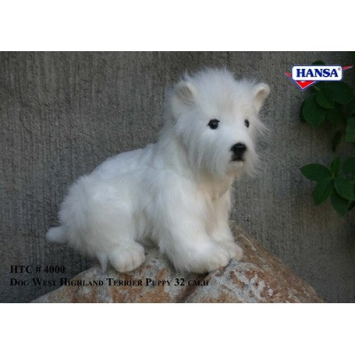 Dog, West Highland Terrier, 9