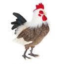 Chicken, Rooster, Large