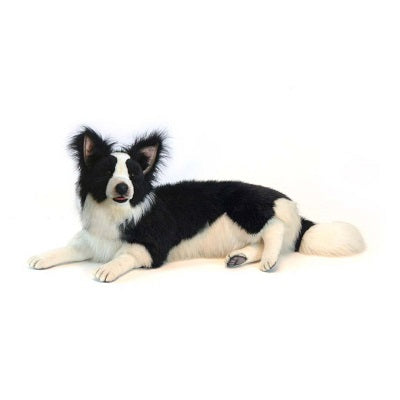 Border Collie Dog Laying 34" L Life Size