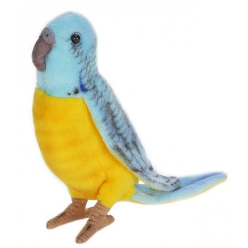 Parakeet, Budgie (Budgerigar), Blue/Yellow
