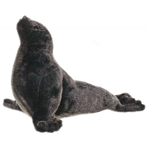 Seal Cub, Sea Lion