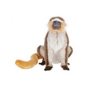 Monkey Vervet 13" H