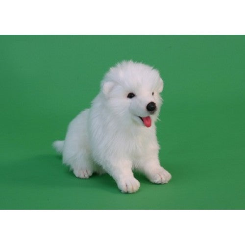 Dog, Samoyed Puppy